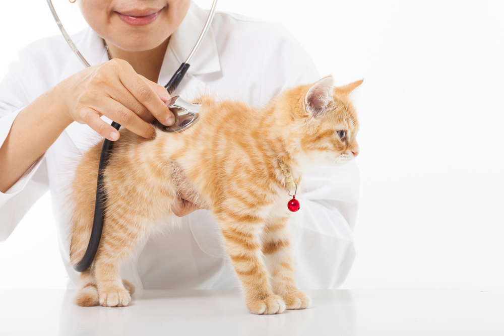 Kedi Ateşi Nasıl Düşürülür (İlaçla)