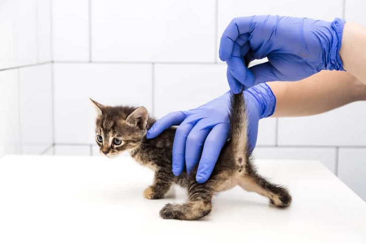 Kedi Dişi mi Erkek mi Nasıl Anlaşılır (Yavru Kedi Cinsiyet Ayrımı) Kedi Dişi mi Erkek mi Nasıl Anlaşılır (Yavru Kedi Cinsiyet Ayrımı)